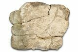 Dinosaur (Triceratops) Frill Shield Section - Montana #338940-1